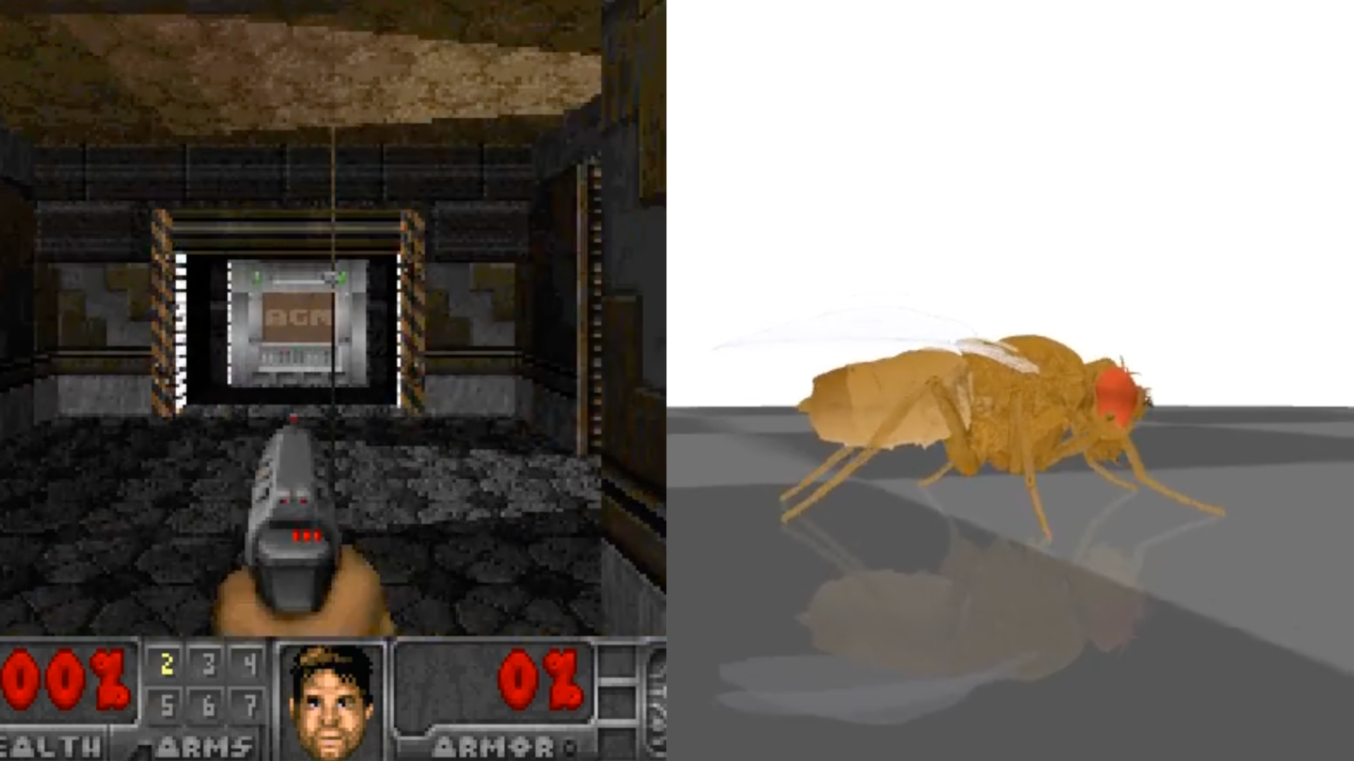 Digital fly brain projects turn a fruit-fly wiring map into internet bait
