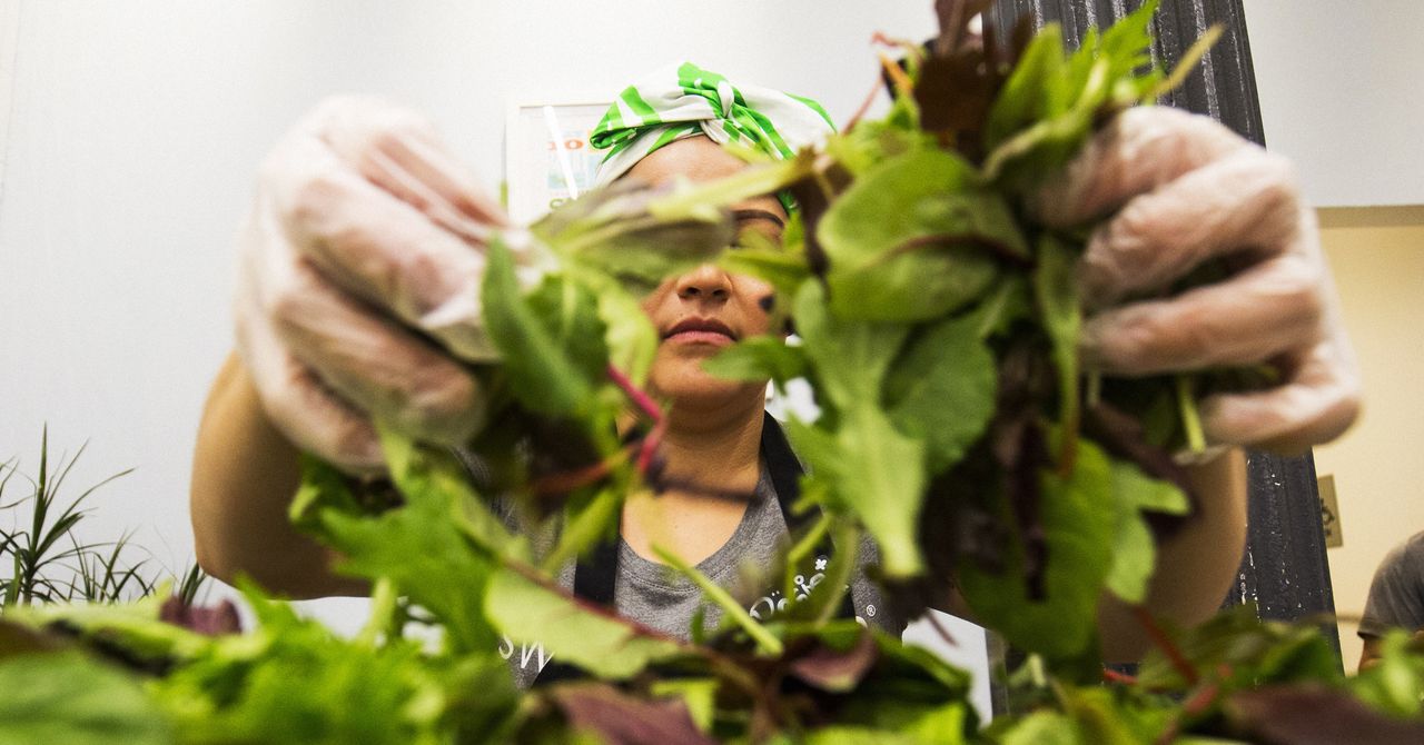 Salad chains lose visits as cyclospora outbreak rattles diners