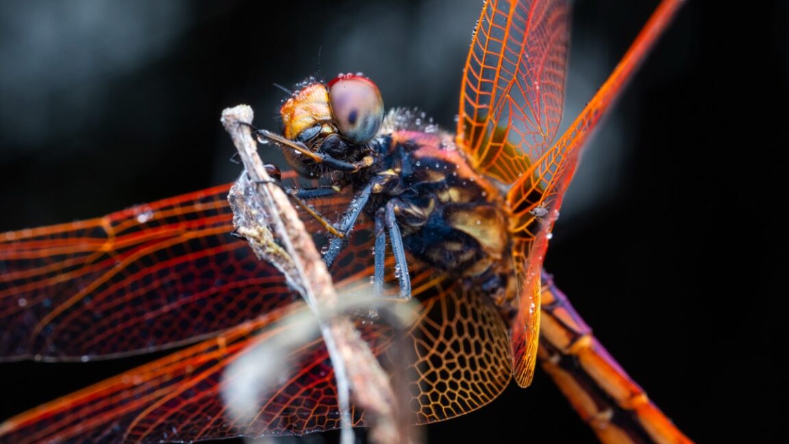 Dragonflies use fighter-pilot tactics in territorial aerial duels