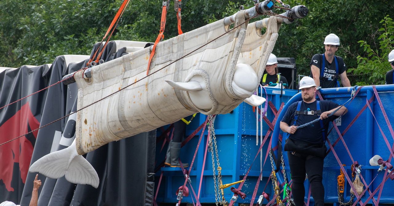 Marineland beluga transfer sends four whales to Shedd Aquarium
