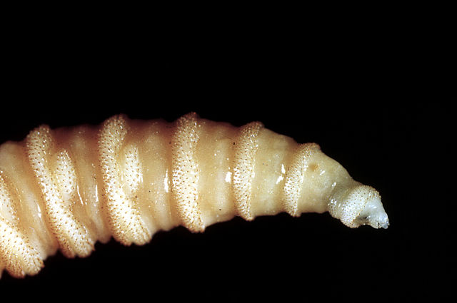 Mexico human screwworm cases exceed 500 as reported pace rises
