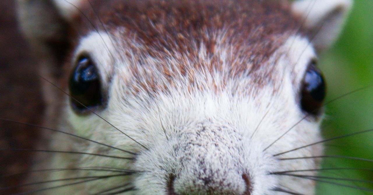Squirrel disrupts Meta’s Bangkok office and scratches janitor