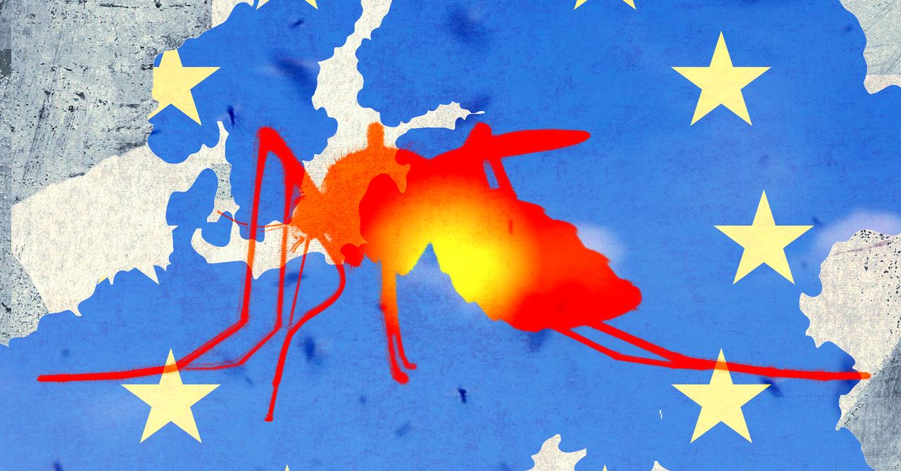 Dengue in Europe rises as invasive mosquitoes move north