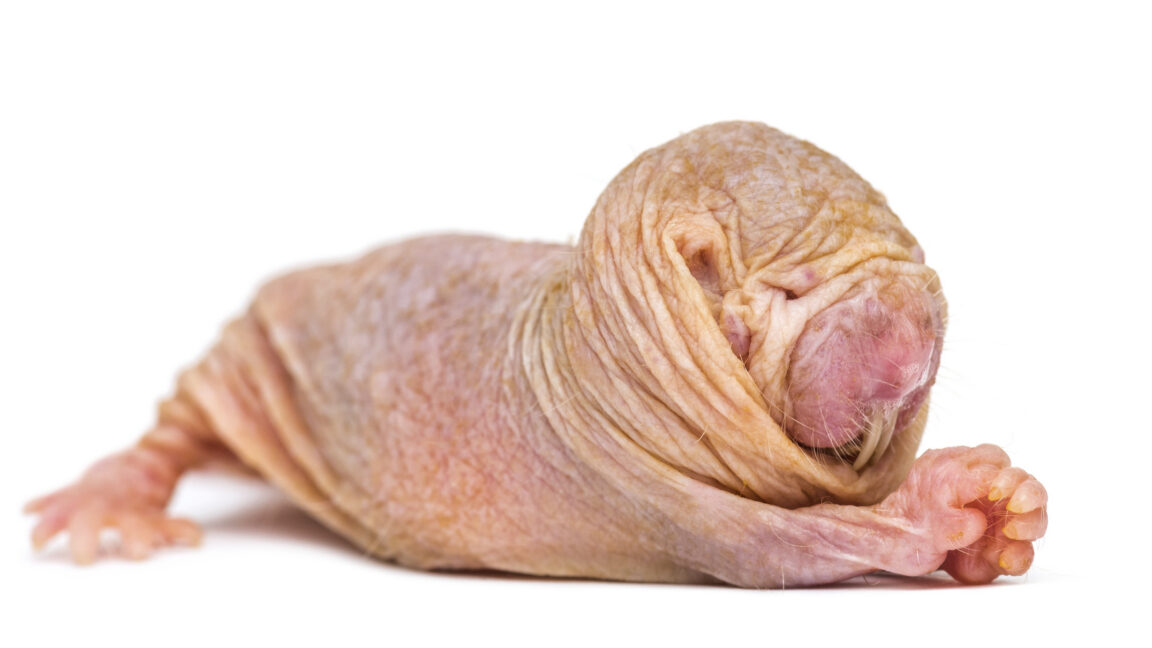 Naked mole-rat queens use scent to keep rivals infertile