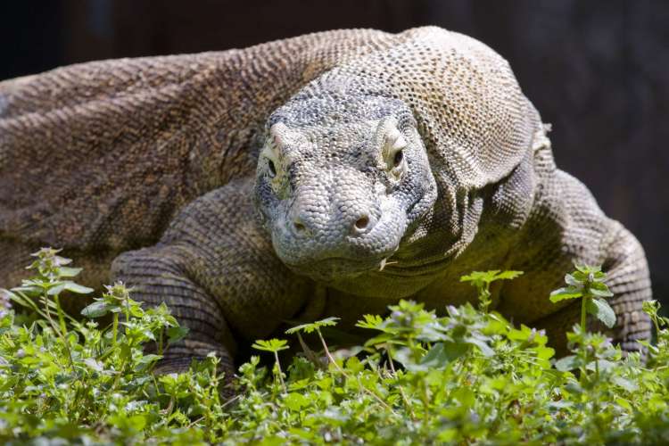 Komodo dragon leftovers may explain what Flores ‘hobbits’ ate