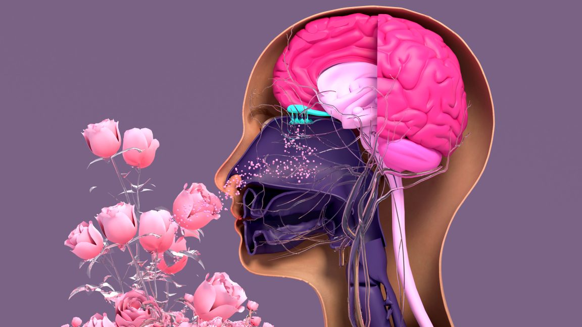 Smell loss is finally getting the research attention patients needed