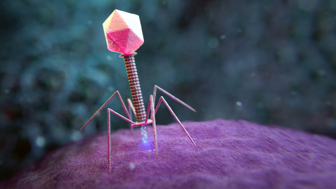 AI-designed bacteriophages produce 16 viable viruses in E. coli tests