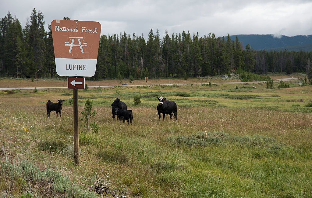 BLM grazing rewrite would narrow public challenges on Western lands