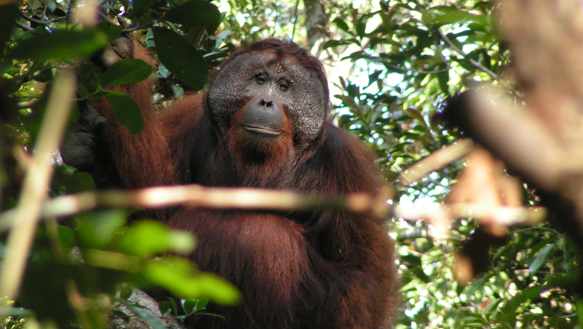 Ape laughter study traces the ‘ha ha’ rhythm back 15 million years