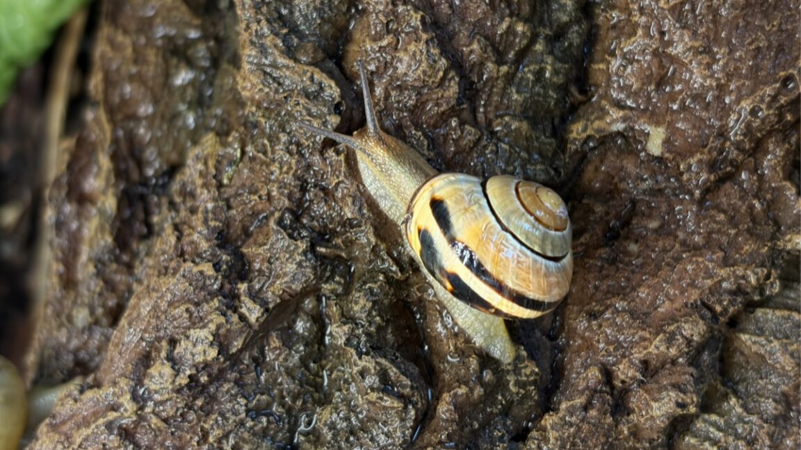 How snails engineer slime with proteins, ions and calcium