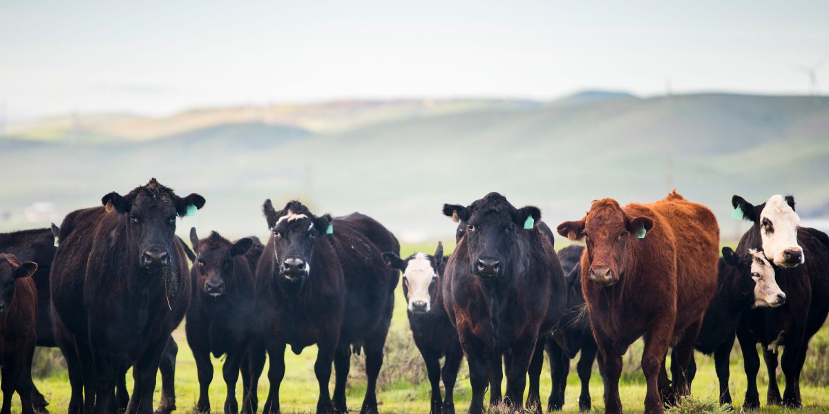 California’s dairy methane credits face a carbon accounting problem