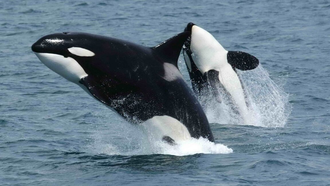 Orcas filmed using coordinated rams to break apart sunfish