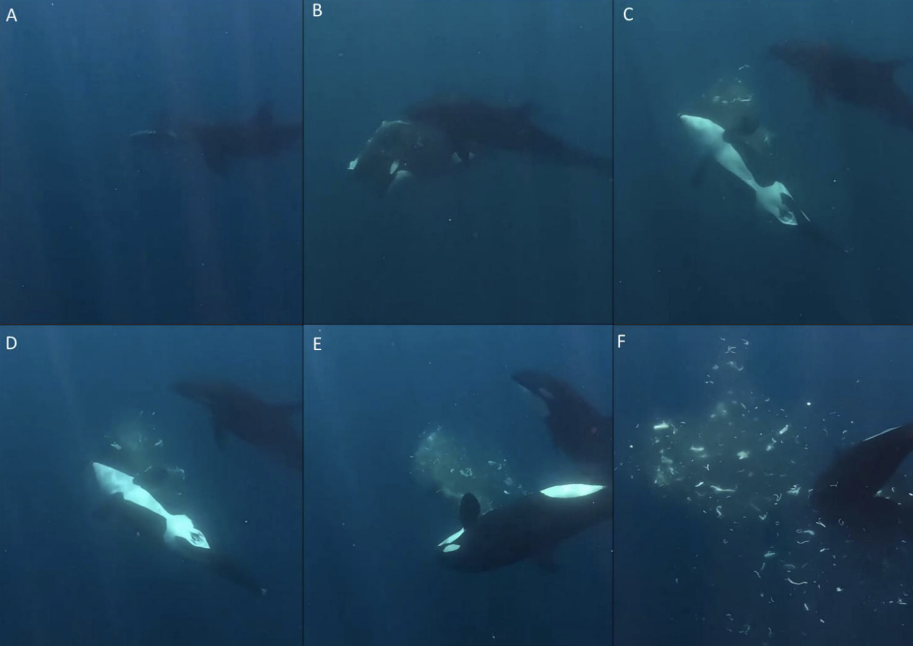 Gulf of California orcas filmed ramming dead sunfish apart