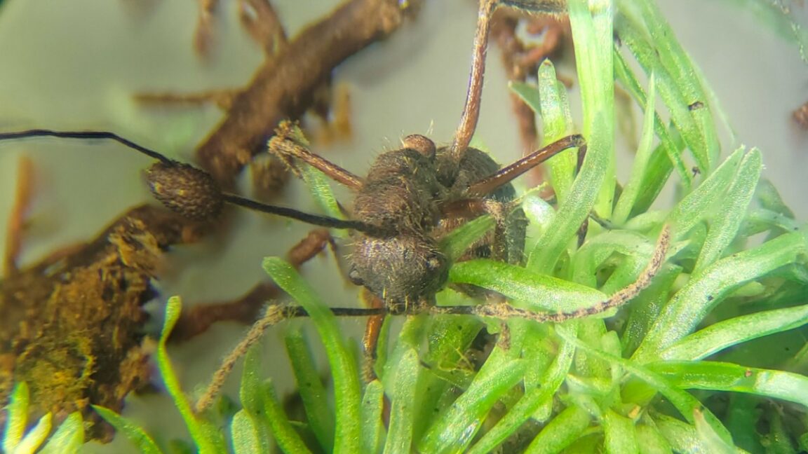 Zombie-ant fungus found in Amazonian mosses, DNA study reports