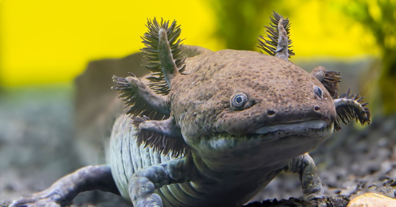 Mexico researchers identify ancient fossil axolotl species in Hidalgo